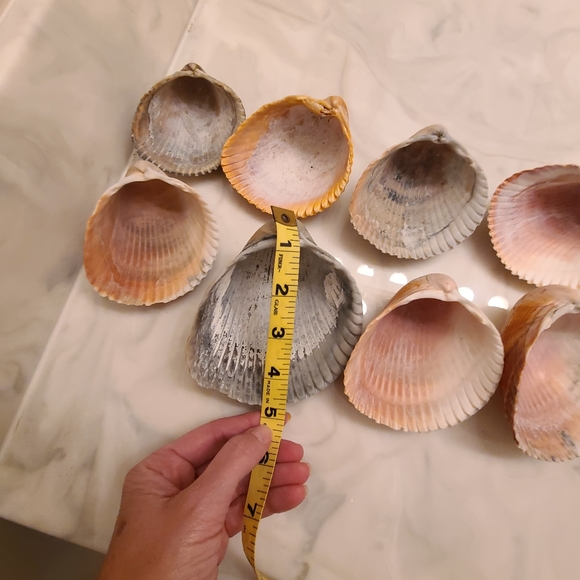 Lot of 10 Atlantic Giant Cockle Shells Dinocardium Vobustum Nautical Seashells - Picture 2 of 8